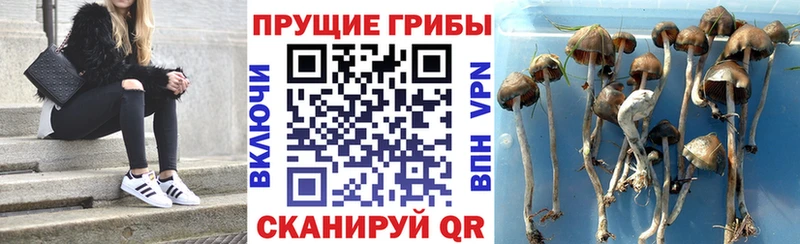 Галлюциногенные грибы GOLDEN TEACHER  Тихорецк 