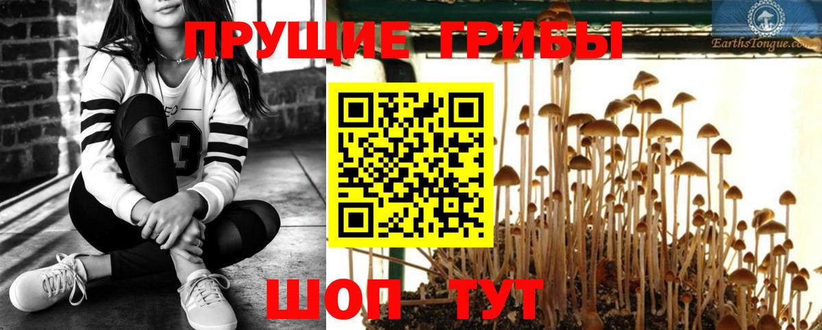 Галлюциногенные грибы GOLDEN TEACHER  Вход с VPN  Галлюциногенные грибы MAGIC MUSHROOMS  Тихорецк 